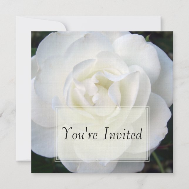 Invitations de rose blanc (Devant)