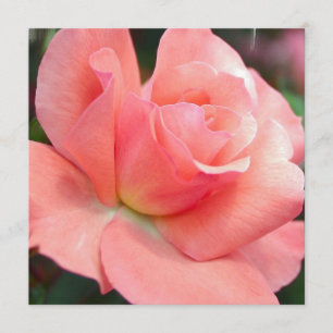 Invitations de rose rose
