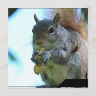 Invitations d'écureuils