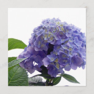 Invitations d'Hydrangea Bush
