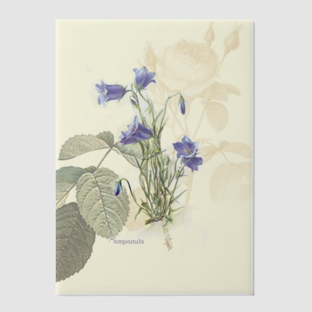 Invitations En Vélin Superposition botanique Campanula Bluebell (Recto)
