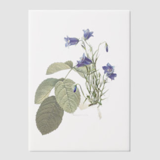 Invitations En Vélin Superposition botanique Campanula Bluebell