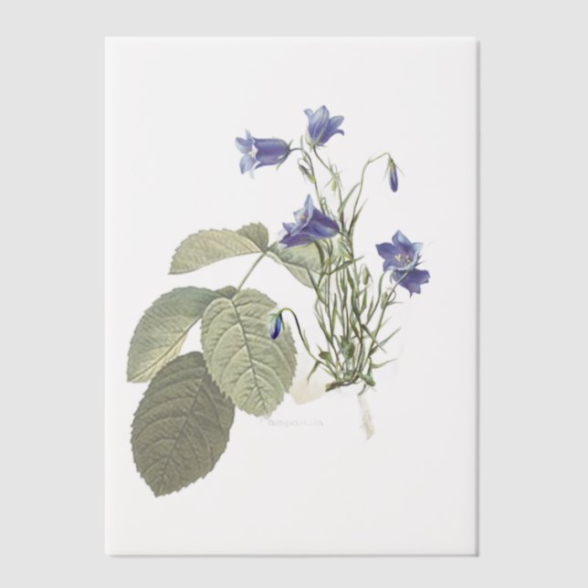 Invitations En Vélin Superposition botanique Campanula Bluebell (Recto)