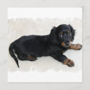Invitations mignonnes de Daschund