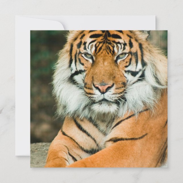 Invitations oranges de tigre (Devant)