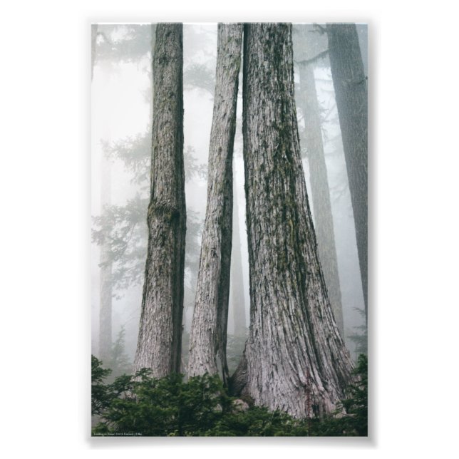 Invokation des Waldes Fotodruck (Vorne)