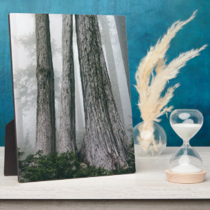 Invokation des Waldes Fotoplatte