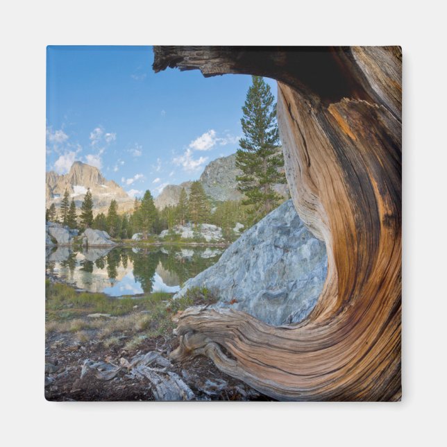 Inyo National Forest, Kalifornien Magnet (Vorne)