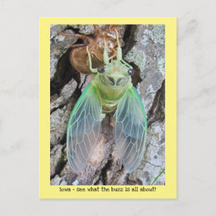Iowa Cicada, die aus der Muschel hervorgeht Postkarte