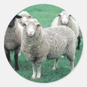 Iowa Sheep Runder Aufkleber