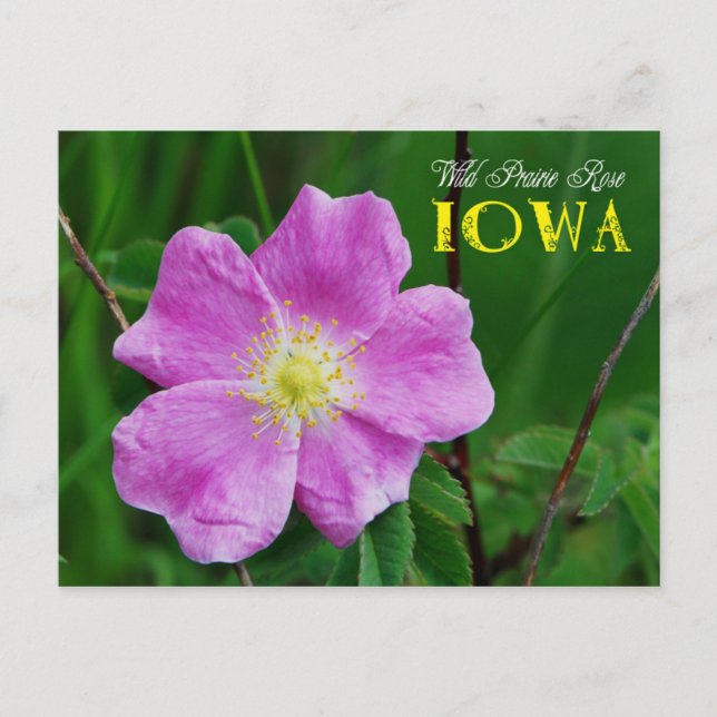 Iowa Staat Blume: Wild Prairie Rose Postkarte (Vorderseite)