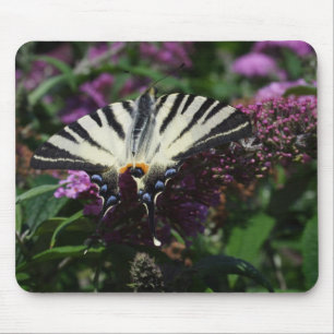 Iphiclides podalirius mousepad