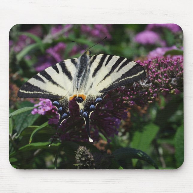 Iphiclides podalirius mousepad (Vorne)