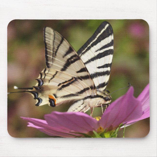 Iphiclides podalirius mousepad (Vorne)