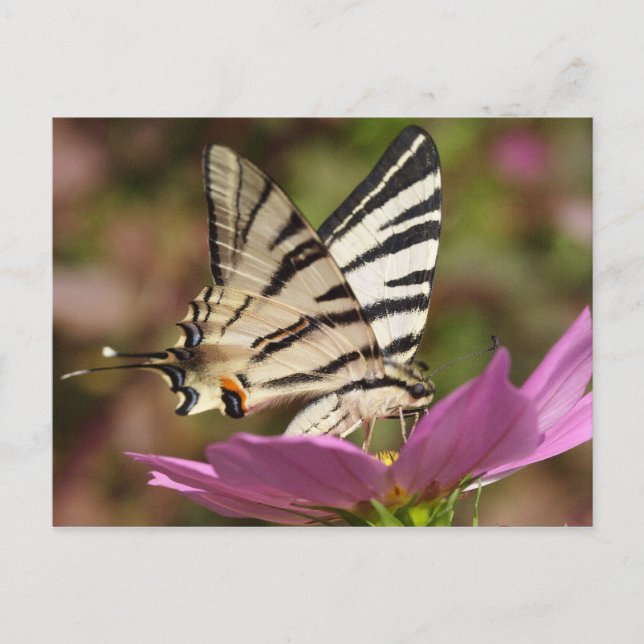 Iphiclides podalirius postkarte (Vorderseite)