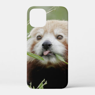 iPhone Gehäuse Foto Riesenpanda , Tiere. Case-Mate iPhone Hülle
