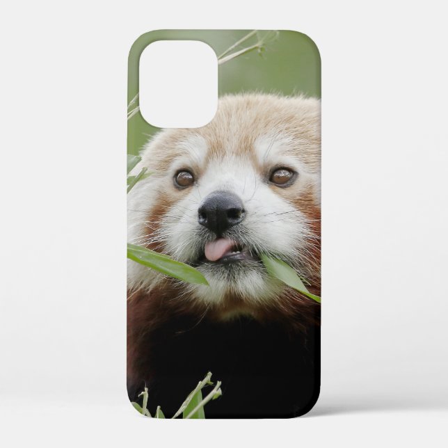 iPhone Gehäuse Foto Riesenpanda , Tiere. Case-Mate iPhone Hülle (Rückseite)