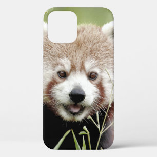 iPhone Gehäuse Foto Riesenpanda , Tiere. Case-Mate iPhone Hülle