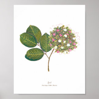 Ipil (Intsia bijuga) Philippine Forest Blooms Poster