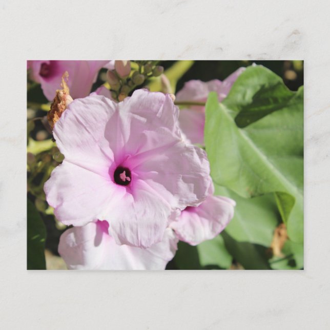 Ipomea Fistulosa Postkarte (Vorderseite)