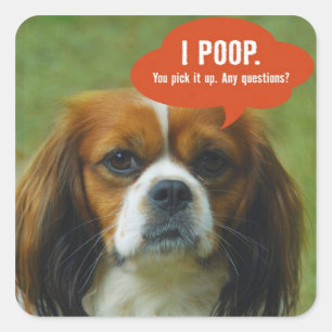 iPoop Spaniel Quadratischer Aufkleber