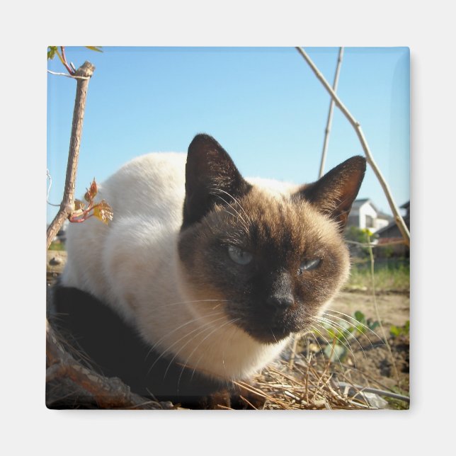 Irate Kitty Magnet (Vorne)