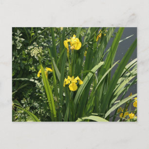 Iren, die am Ufer des Flusses Canal Bank, Exeter,  Postkarte