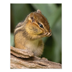 Irgendwas riecht nach Chipmunk Fotodruck
