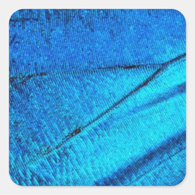 Iridescent Blue Butterfly Wing Quadratischer Aufkleber (Vorderseite)