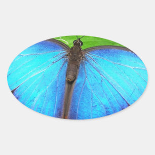 Iridescent Blue mit Black Butterfly Wings Ovaler Aufkleber