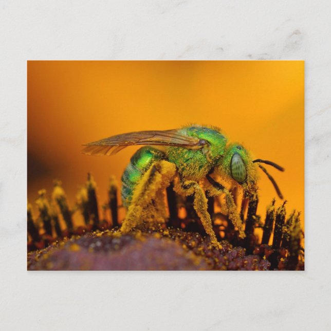 Iridescent Green Sweat Bees Postkarte (Vorderseite)