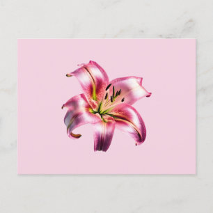 Iridescent Holographic Pink Asiatic Lily Postkarte