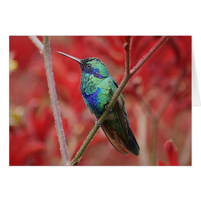 Iridescent Shine (Vorderseite (Horizontal))