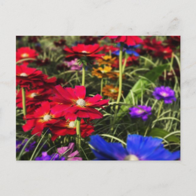 Iridescent Spring Postcard Postkarte (Vorderseite)
