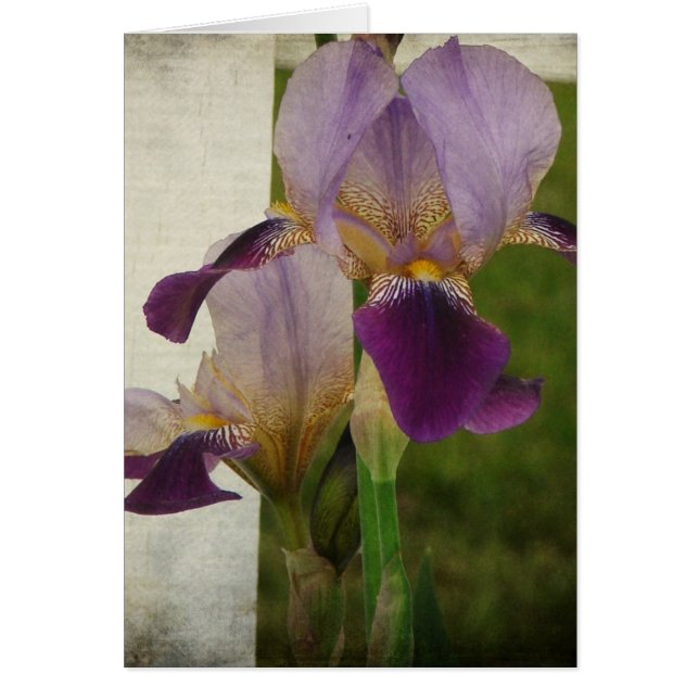 Iris (Devant)