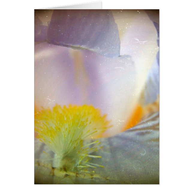 Iris (Devant)