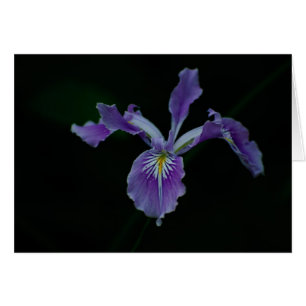 Iris 02 de l'Orégon