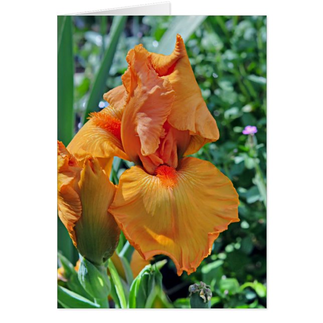 Iris 797 (Devant)