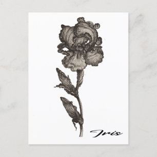 Iris, anonym, c. 1630 - 1690 postkarte
