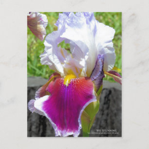 Iris "Atemberaubend" [Postkarte] Postkarte