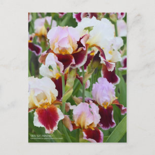 Iris "Atemberaubend" [Postkarte] Postkarte
