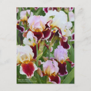 Iris "Atemberaubend" [Postkarte] Postkarte