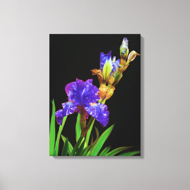Iris auf schwarz leinwanddruck (Vorderseite)