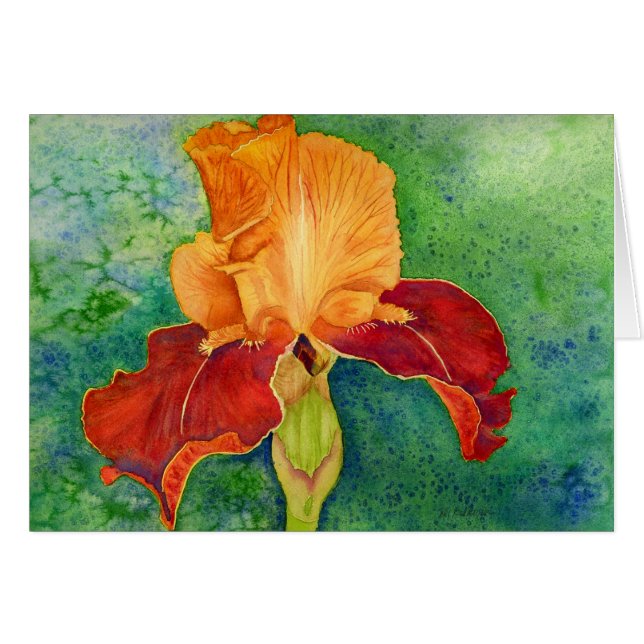 Iris barbu (Devant horizontal)