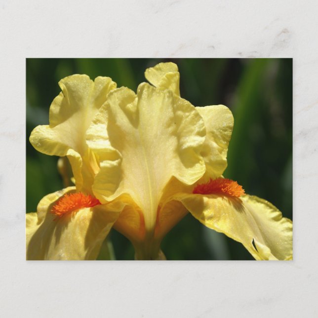 Iris Beauty Postkarte (Vorderseite)