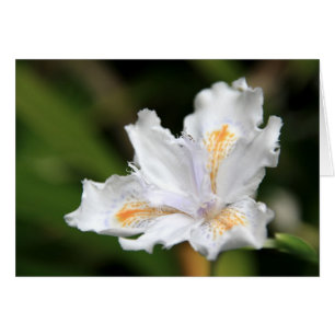 Iris blanc japonais
