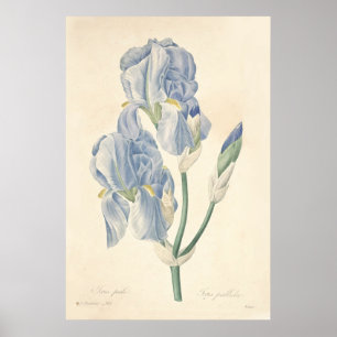 Iris-blasses Plakat