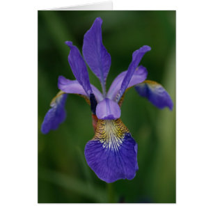 Iris bleu