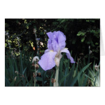 Iris bleu