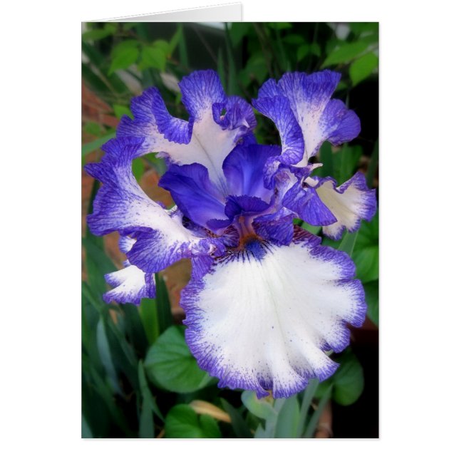 Iris ~ Bleu et Blanc (Devant)